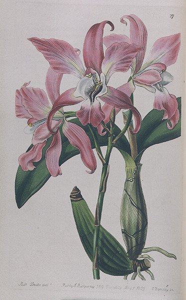 Coryanthes Macrantha Published by I. Ridgway, 1839 by Miss Drake